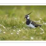 Vanneau huppé (Vanellus vanellus - Northern Lapwing) dans les pâquerettes