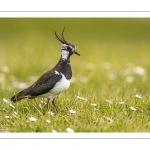 Vanneau huppé (Vanellus vanellus - Northern Lapwing) dans les pâquerettes