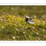 Bergeronnette grise (Motacilla alba - White Wagtail)