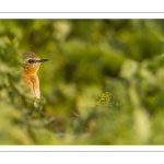 Traquet motteux (Oenanthe oenanthe - Northern Wheatear)