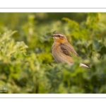 Traquet motteux (Oenanthe oenanthe - Northern Wheatear)