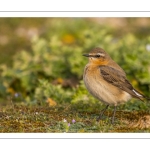 Traquet motteux (Oenanthe oenanthe - Northern Wheatear)