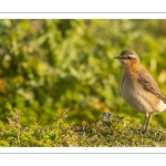 Traquet motteux (Oenanthe oenanthe - Northern Wheatear)