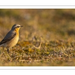 Traquet motteux (Oenanthe oenanthe - Northern Wheatear)