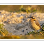 Traquet motteux (Oenanthe oenanthe - Northern Wheatear)