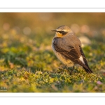 Traquet motteux (Oenanthe oenanthe - Northern Wheatear)