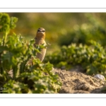 Traquet motteux (Oenanthe oenanthe - Northern Wheatear)