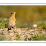 Traquet motteux (Oenanthe oenanthe - Northern Wheatear)