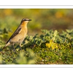 Traquet motteux (Oenanthe oenanthe - Northern Wheatear)