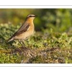 Traquet motteux (Oenanthe oenanthe - Northern Wheatear)