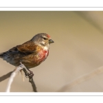 France, Somme (80), Baie de Somme, Cayeux-sur-mer, Ault, Le Hâble d'Ault, Linotte mélodieuse mâle (Linaria cannabina - Common Linnet) // France, Somme (80), Baie de Somme, Cayeux-sur-mer, Ault, Le Hâble d'Ault, Common Linnet male (Linaria cannabina)