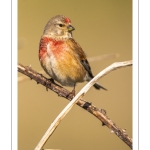 France, Somme (80), Baie de Somme, Cayeux-sur-mer, Ault, Le Hâble d'Ault, Linotte mélodieuse mâle (Linaria cannabina - Common Linnet) // France, Somme (80), Baie de Somme, Cayeux-sur-mer, Ault, Le Hâble d'Ault, Common Linnet male (Linaria cannabina)