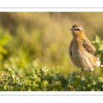 Traquet motteux (Oenanthe oenanthe - Northern Wheatear)