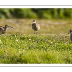 Courlis corlieu (Numenius phaeopus - Eurasian Whimbrel)