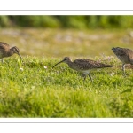 Courlis corlieu (Numenius phaeopus - Eurasian Whimbrel)