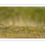 Courlis corlieu (Numenius phaeopus - Eurasian Whimbrel)