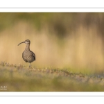 Courlis corlieu (Numenius phaeopus - Eurasian Whimbrel)