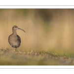 Courlis corlieu (Numenius phaeopus - Eurasian Whimbrel)