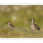 Courlis corlieu (Numenius phaeopus - Eurasian Whimbrel)