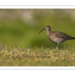 Courlis corlieu (Numenius phaeopus - Eurasian Whimbrel)