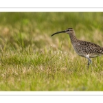 Courlis corlieu (Numenius phaeopus - Eurasian Whimbrel)