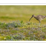 Courlis corlieu (Numenius phaeopus - Eurasian Whimbrel)