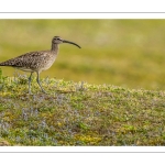 Courlis corlieu (Numenius phaeopus - Eurasian Whimbrel)