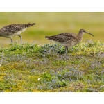 Courlis corlieu (Numenius phaeopus - Eurasian Whimbrel)