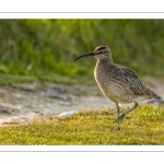 Courlis corlieu (Numenius phaeopus - Eurasian Whimbrel)