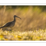 Courlis corlieu (Numenius phaeopus - Eurasian Whimbrel)