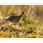 Courlis corlieu (Numenius phaeopus - Eurasian Whimbrel)