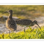 Courlis corlieu (Numenius phaeopus - Eurasian Whimbrel)