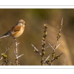 Linotte mélodieuse (Linaria cannabina - Common Linnet)