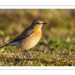 France, Somme (80), Baie de Somme, Cayeux-sur-mer, le Hâble d'Ault, Traquet motteux (Oenanthe oenanthe - Northern Wheatear) // France, Somme (80), Baie de Somme, Cayeux-sur-mer, le Hâble d'Ault, Northern Wheatear (Oenanthe oenanthe)