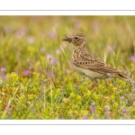 Alouette des champs (Alauda arvensis - Eurasian Skylark)