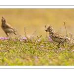 Alouette des champs (Alauda arvensis - Eurasian Skylark)