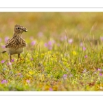 Alouette des champs (Alauda arvensis - Eurasian Skylark)