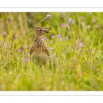 Alouette des champs (Alauda arvensis - Eurasian Skylark)