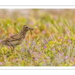 Alouette des champs (Alauda arvensis - Eurasian Skylark)