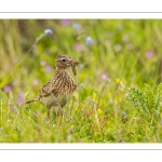 Alouette des champs (Alauda arvensis - Eurasian Skylark)