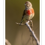 Linotte mélodieuse (Linaria cannabina, Common Linnet)