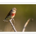 Linotte mélodieuse (Linaria cannabina, Common Linnet)