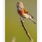 Linotte mélodieuse (Linaria cannabina, Common Linnet)