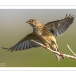 Linotte mélodieuse (Linaria cannabina, Common Linnet)