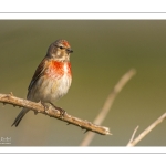 Linotte mélodieuse (Linaria cannabina, Common Linnet)