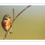 Linotte mélodieuse (Linaria cannabina, Common Linnet)