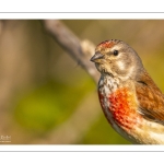 Linotte mélodieuse (Linaria cannabina, Common Linnet)