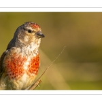 Linotte mélodieuse (Linaria cannabina, Common Linnet)