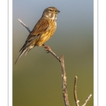 Linotte mélodieuse (Linaria cannabina, Common Linnet)