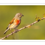 Linotte mélodieuse (Linaria cannabina, Common Linnet)